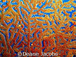 Shot of some coral, I used a Olympus 4040 in an olympus h... by Deane Jacobs 